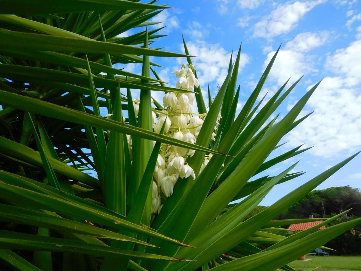 La Pineta